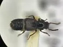 Coprophilus castoris