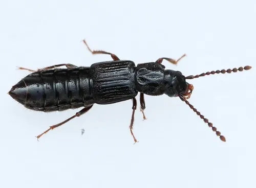 Coprophilus striatulus