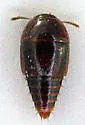 Coproporus laevis