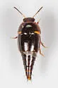 Coproporus laevis - photo 2