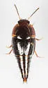 Coproporus laevis - photo 3