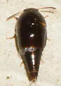 Coproporus laevis - photo 5