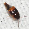 Coproporus pulchellus