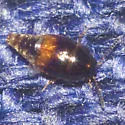 Coproporus pulchellus - photo 2