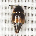 Coproporus pulchellus - photo 3