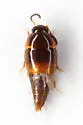 Coproporus pulchellus - photo 4