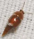 Coproporus rutilus