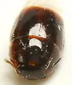 Coproporus rutilus - photo 3