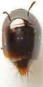 Coproporus rutilus - photo 4
