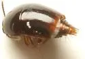 Coproporus rutilus - photo 5