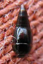 Coproporus ventriculus