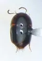 Coproporus ventriculus - photo 2