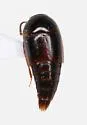Coproporus ventriculus - photo 4