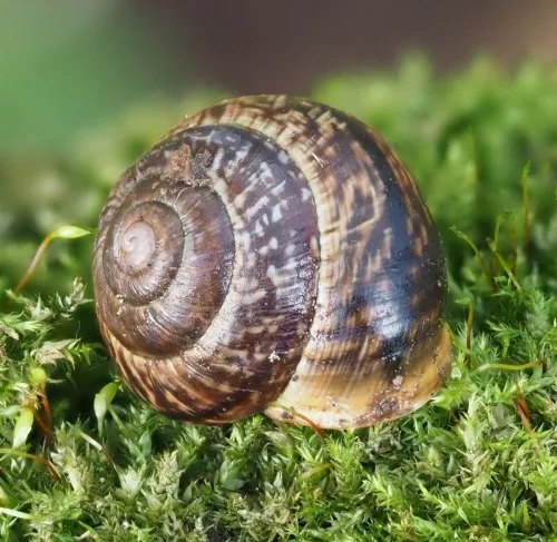 Copse Snail