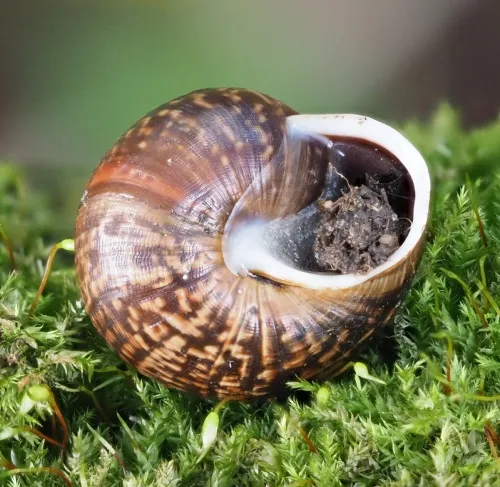 Copse Snail - photo 2