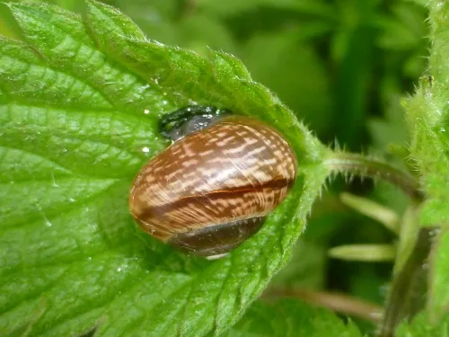 Copse Snail - photo 3