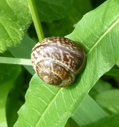 Copse Snail - photo 4