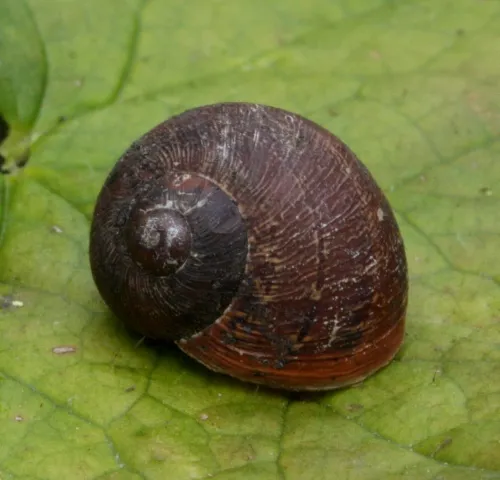 Copse Snail - photo 5