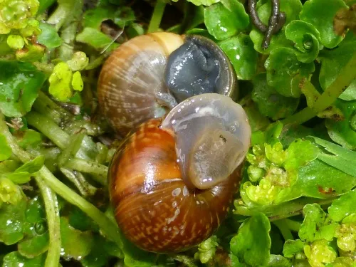 Copse Snail - photo 6