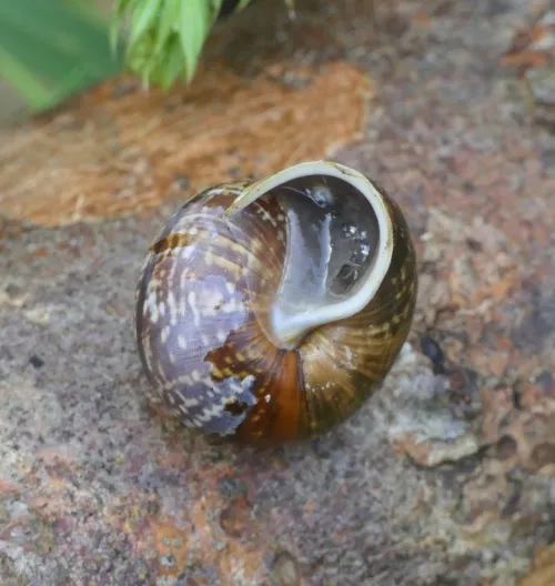 Copse Snail - photo 7