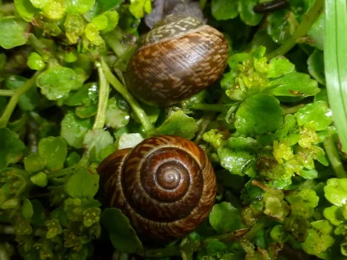 Copse Snail - photo 8