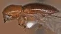 Coptoborus pseudotenuis - photo 2
