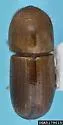 Coptoborus ricini