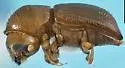 Coptoborus ricini - photo 2