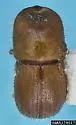 Coptoborus ricini - photo 3