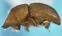 Coptoborus ricini - photo 4