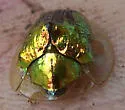 Anacua Tortoise Beetle