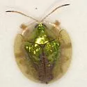 Anacua Tortoise Beetle - photo 2