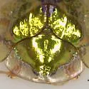 Anacua Tortoise Beetle - photo 3