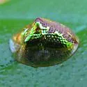 Anacua Tortoise Beetle - photo 4