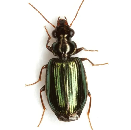 Coptodera aerata