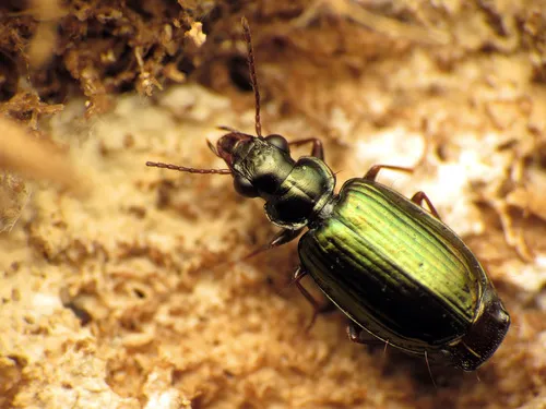 Coptodera aerata - photo 2