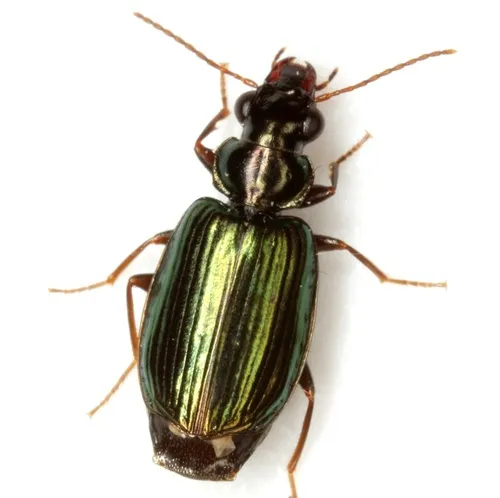 Coptodera aerata - photo 3