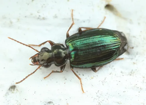 Coptodera aerata - photo 4