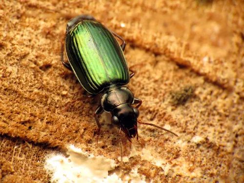 Coptodera aerata - photo 5