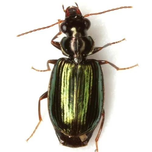 Coptodera aerata - photo 6