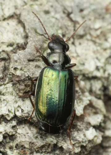 Coptodera aerata - photo 7