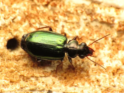 Coptodera aerata - photo 8