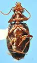 Coptodera brunnea - photo 2