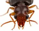 Coptodera nitidula