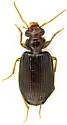 Coptodera nitidula - photo 2