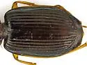 Coptodera nitidula - photo 3
