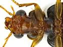 Coptodera nitidula - photo 4