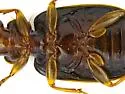 Coptodera nitidula - photo 5