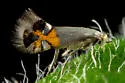 Coptodisca cercocarpella - Hodges#0258