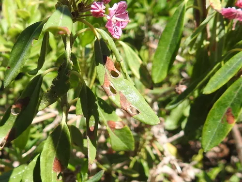 Coptodisca kalmiella - Hodges#0256